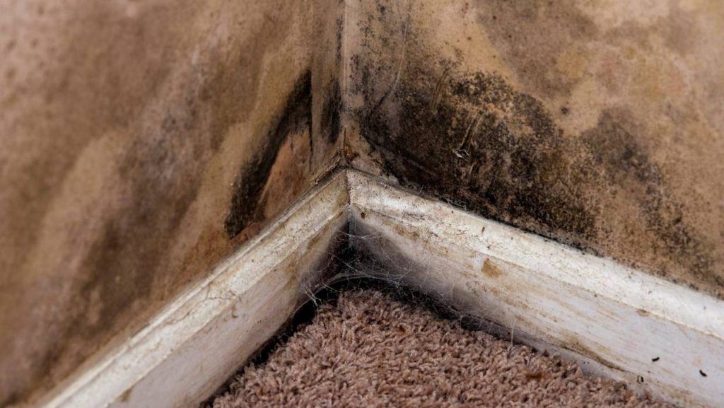 Damp, Mould and Mildew in the Home and it’s Effect on Health Rochester Building & Damp